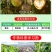 5%氨基寡糖素番茄晚疫病果树蔬菜农用正品