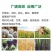 EDTA-螯合铁叶面肥乙二胺四乙酸铁钠黄化黄叶病强效补铁