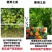 EDTA-螯合铁叶面肥乙二胺四乙酸铁钠黄化黄叶病强效补铁