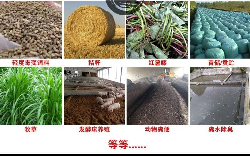 活力99发酵剂豆渣发酵剂潲水酒糟发酵剂猪鸡牛羊水产饲料生