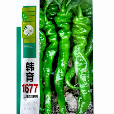 大果型陇椒种子皱皮韩育1677皮薄香辣易栽培好管理