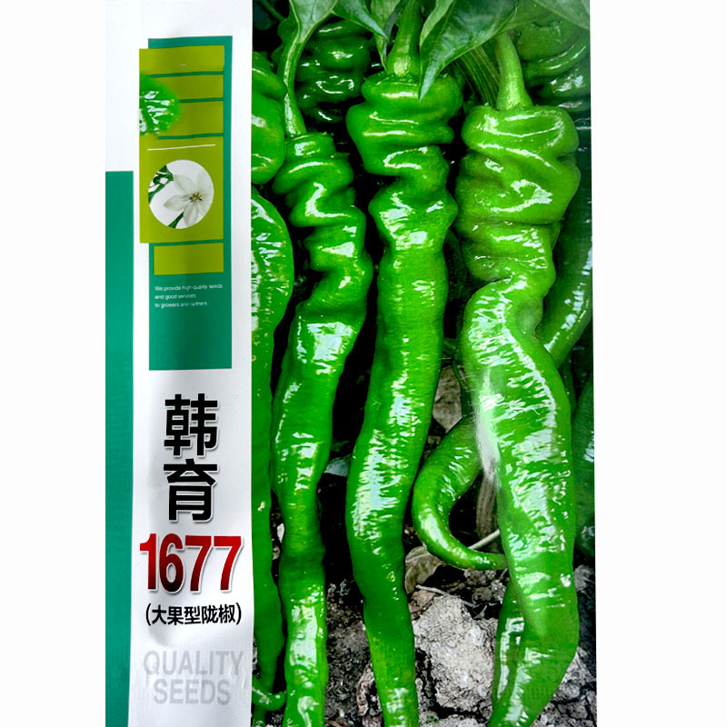 大果型陇椒种子皱皮韩育1677皮薄香辣易栽培好管理