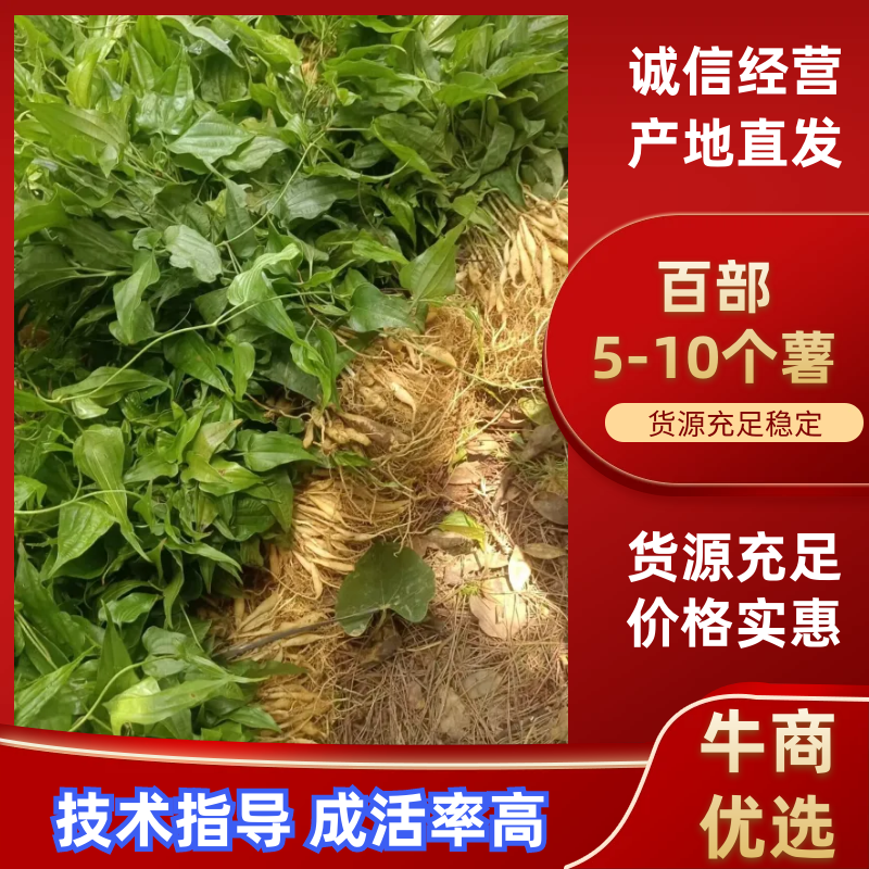 {优质}重庆万州百部种苗，基地一手货源，成活率高，货源充足。