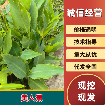 {优质}美人蕉，基地址发，技术指导，全国发货，质量保证