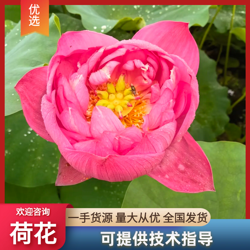 {优质}重瓣荷花种苗，基地址发，技术指导，全国发货，