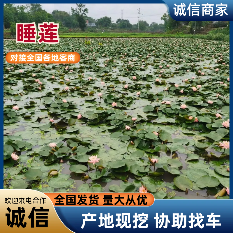 {优质}大量耐寒抗冻睡莲苗精品好苗基地批发欢迎来电