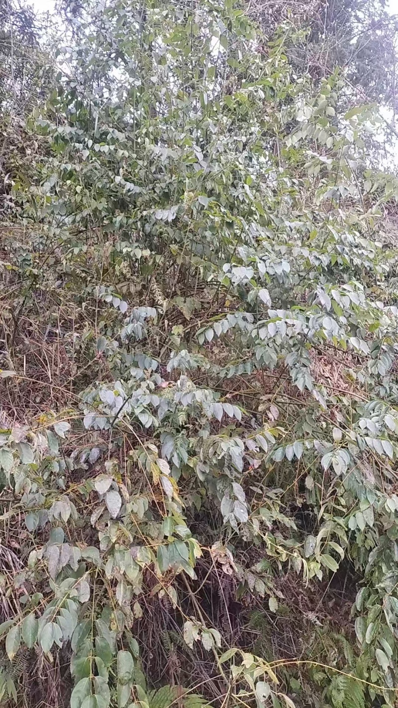 中药材钩藤纯野生品质保证价格优惠欢迎来电洽谈