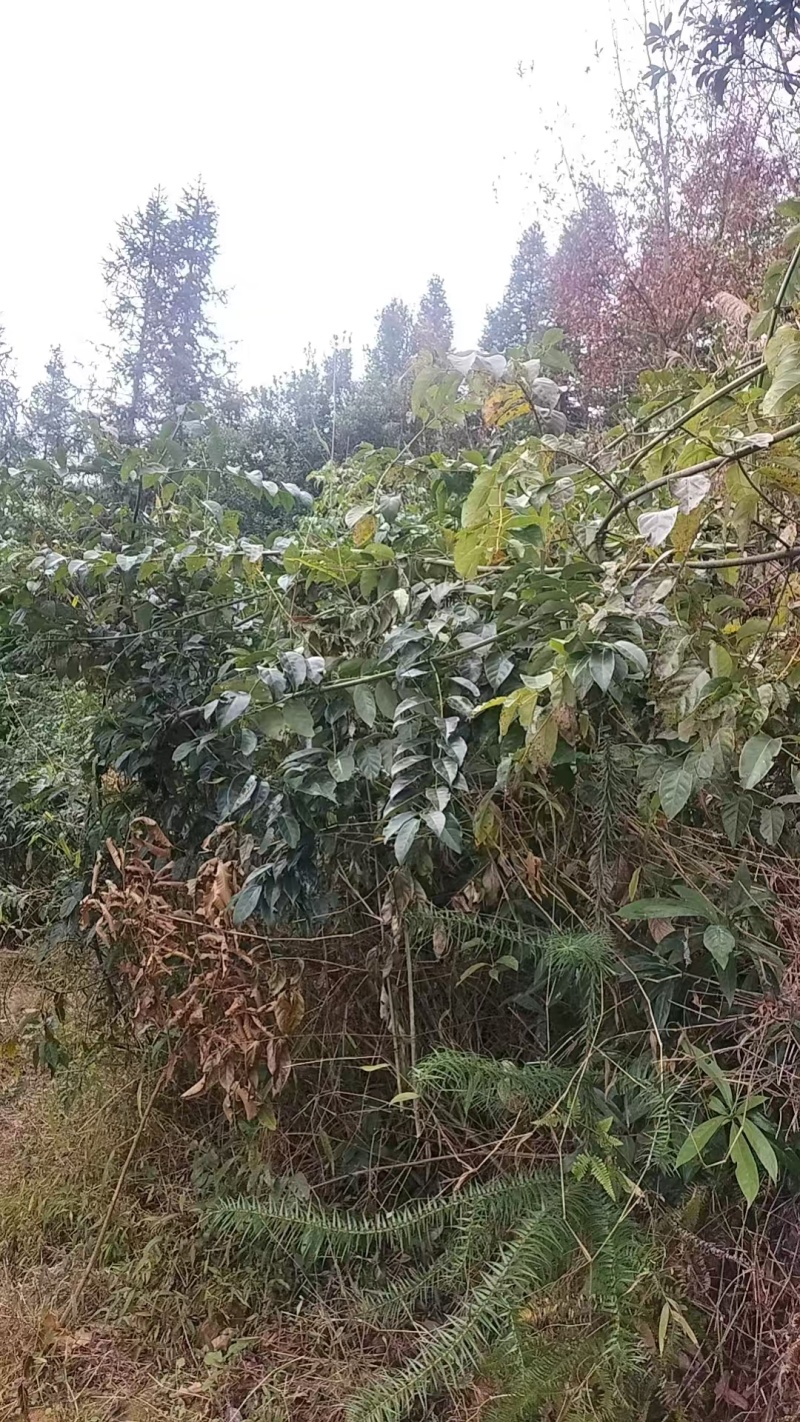 中药材钩藤纯野生品质保证价格优惠欢迎来电洽谈