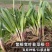 四季韭菜根苗紫根红根大叶宽叶带土农家韭菜根老品种韭菜种籽