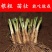 四季韭菜根苗紫根红根大叶宽叶带土农家韭菜根老品种韭菜种籽