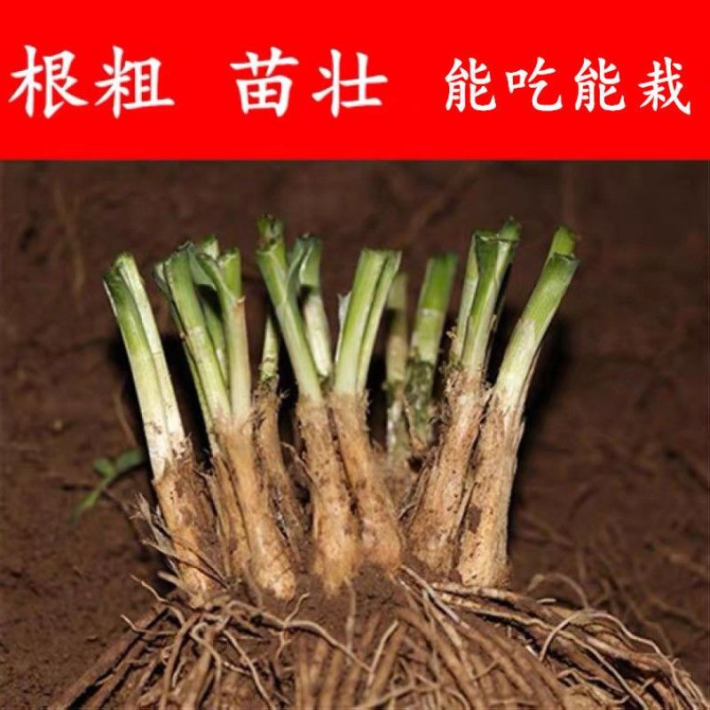 四季韭菜根苗紫根红根大叶宽叶带土农家韭菜根老品种韭菜种籽