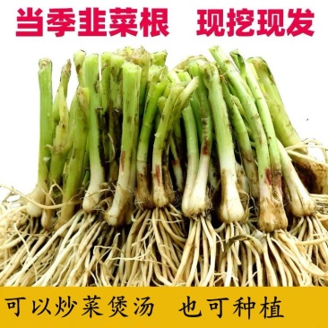 四季韭菜根苗紫根红根大叶宽叶带土农家韭菜根老品种韭菜种籽