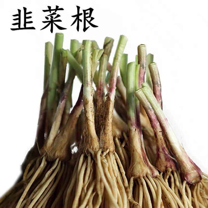 四季韭菜根苗紫根红根大叶宽叶带土农家韭菜根老品种韭菜种籽