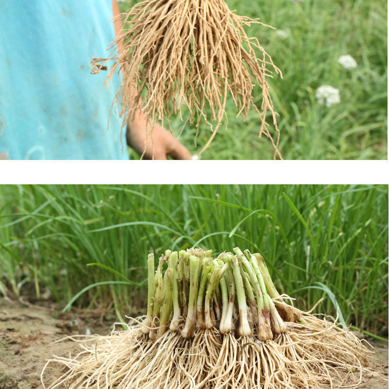 四季韭菜根苗紫根红根大叶宽叶带土农家韭菜根老品种韭菜种籽