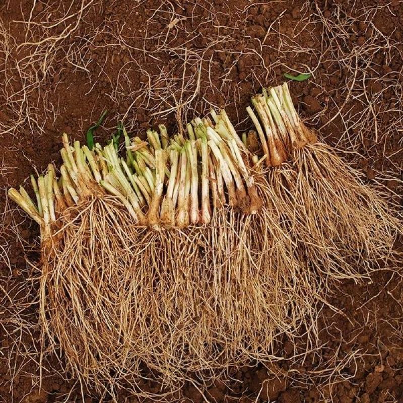 四季韭菜根苗紫根红根大叶宽叶带土农家韭菜根老品种韭菜种籽