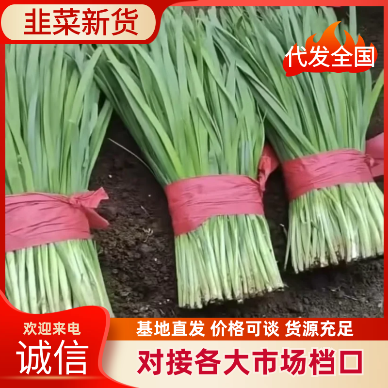 韭菜根粗，叶绿汉中有红根货源充足有需要的联系我。