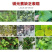 农用硫酸镁预防黄化病蔬菜果树园艺通用微量元素肥七水硫酸镁