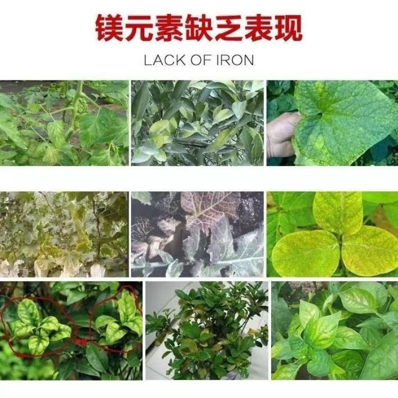 农用硫酸镁预防黄化病蔬菜果树园艺通用微量元素肥七水硫酸镁