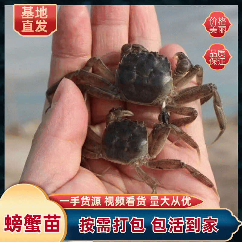 螃蟹苗精品螃蟹苗大小规格种类都有成活率高提供技术指导