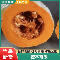 精品密本南瓜，质好价优，不以次充好，欢迎电联采购