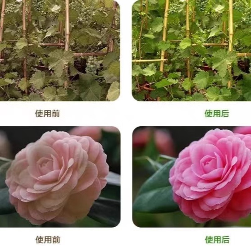 硫酸亚铁花用铁肥粉末粉绿黑矾花卉防治黄叶病虫叶面肥