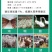 饲料盐兽用盐畜牧养殖专用盐水产养殖喂牛羊猪鸡鸭狗兔牲口的
