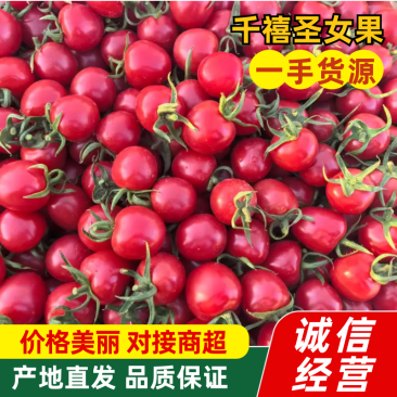 【优选】山东圣女果/千禧果/对接商超批发市场/