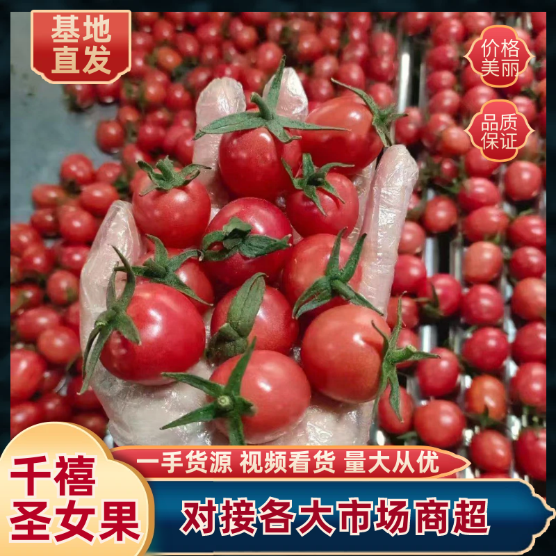 【推荐】山东圣女果/千禧圣女果/大量供应/视频看货/