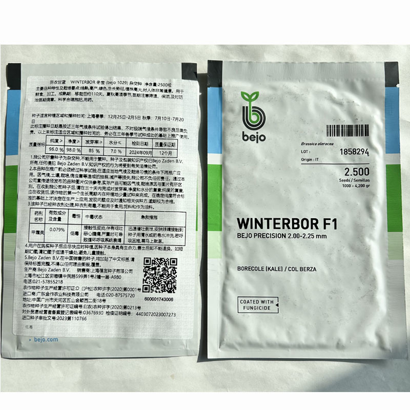 冬宝荷兰进口杂交必久羽衣甘蓝种子绿色高产基地品种