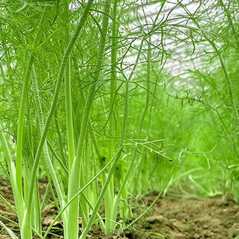 茴香种子木茴香老品种油绿大扁杆耐抽年5-8茬基地品种