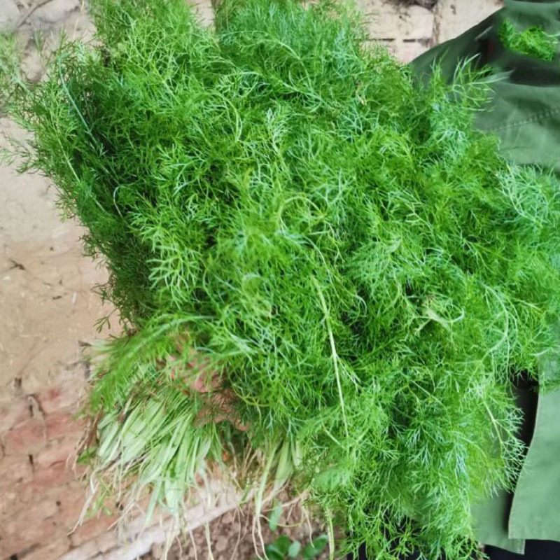 茴香种子木茴香老品种油绿大扁杆耐抽年5-8茬基地品种