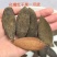 爪皮精品，规格全，价格优，诚信经营，量大从优，欢迎选购