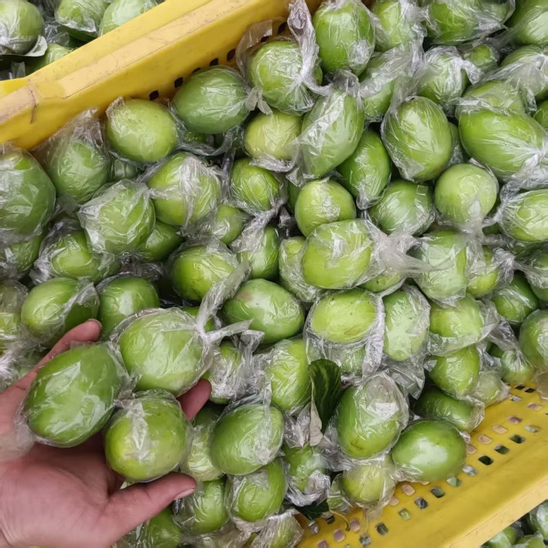 金桃枣广西鲜枣大量现货供应，诚信经营，视频看货代发全国