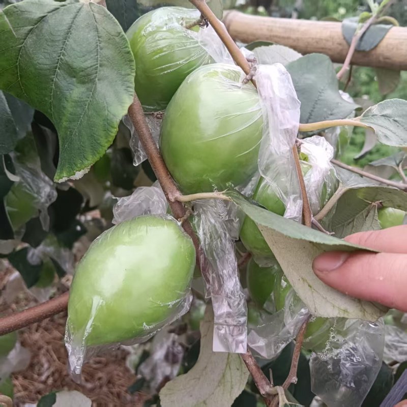 金桃枣广西鲜枣大量现货供应，诚信经营，视频看货代发全国