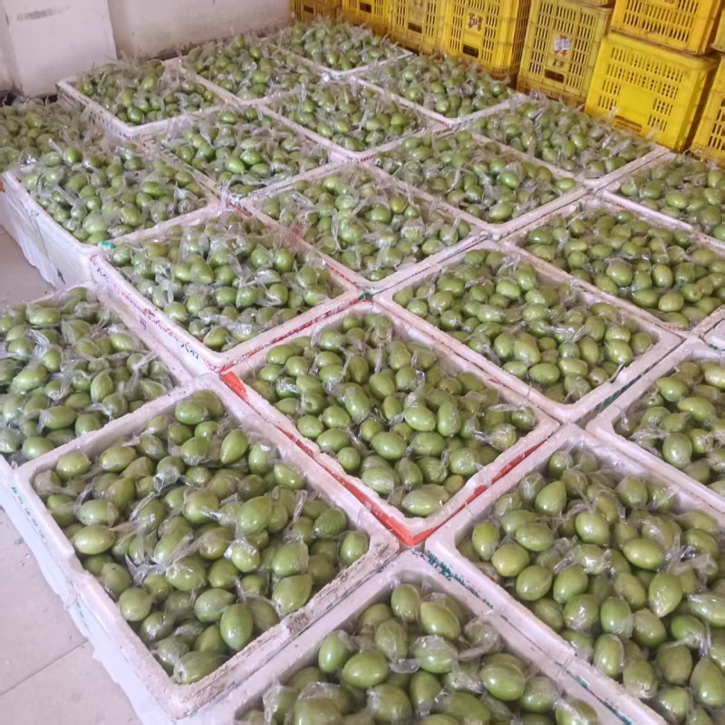 金桃枣广西鲜枣大量现货供应，诚信经营，视频看货代发全国