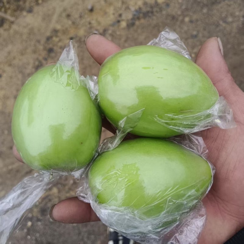 金桃枣广西鲜枣大量现货供应，诚信经营，视频看货代发全国