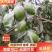 金桃枣广西鲜枣大量现货供应，诚信经营，视频看货代发全国