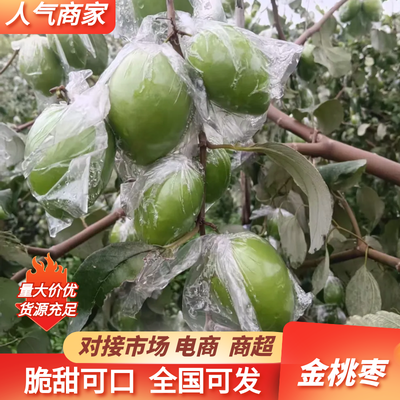 金桃枣广西鲜枣大量现货供应，诚信经营，视频看货代发全国
