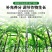 甘蔗专用药甘蔗拉长膨大素增长增粗拔节增甜抗倒甘蔗壮丰素叶