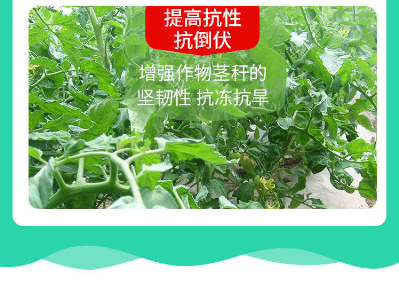 糖醇钾叶面肥液体有机钾肥膨果增甜转色瓜果通用高纯钾