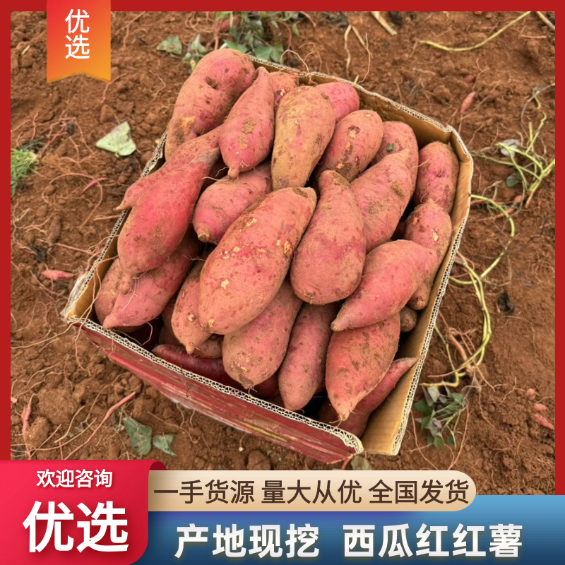 广东湛江西瓜红蜜薯大量供应市场电商产地直发货源充足价格低