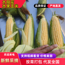 太阳花玉米徐闻玉米产地直供量大从优全国发货