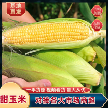 推荐鲜玉米甜玉米花粒玉米量大从优全国发货商超直供