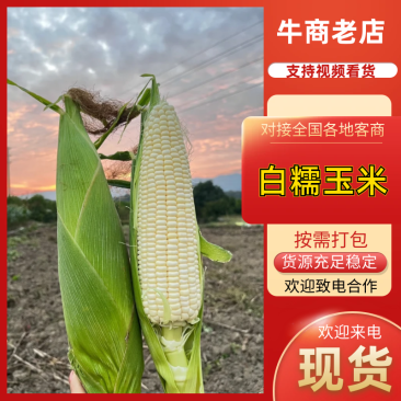 湖北白糯玉米产地直发价格美丽保质保量欢迎咨询选购