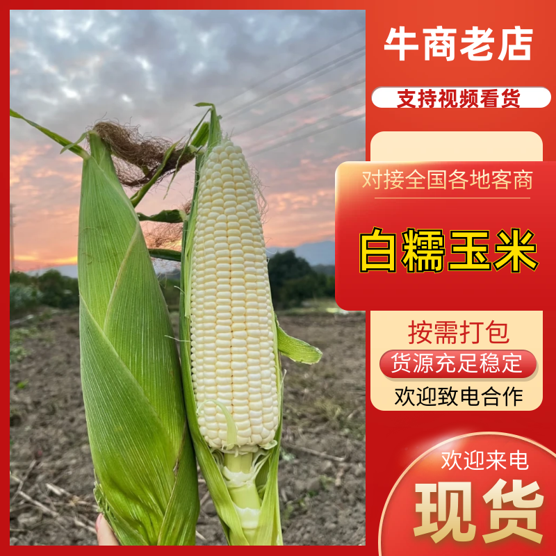 湖北白糯玉米产地直发价格美丽保质保量欢迎咨询选购