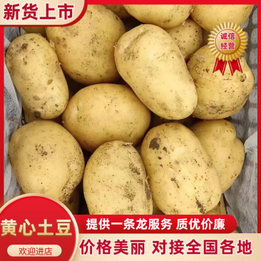 精品内蒙黄心土豆大量上市。产地直发质量可靠欢迎选购