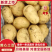 精品内蒙黄心土豆大量上市。产地直发质量可靠欢迎选购