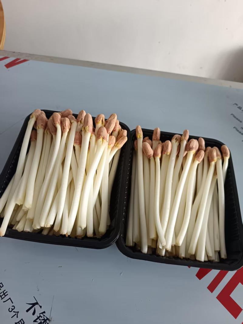 【精品花生芽】河北邢台基地直发质量上乘量大优惠全国发货