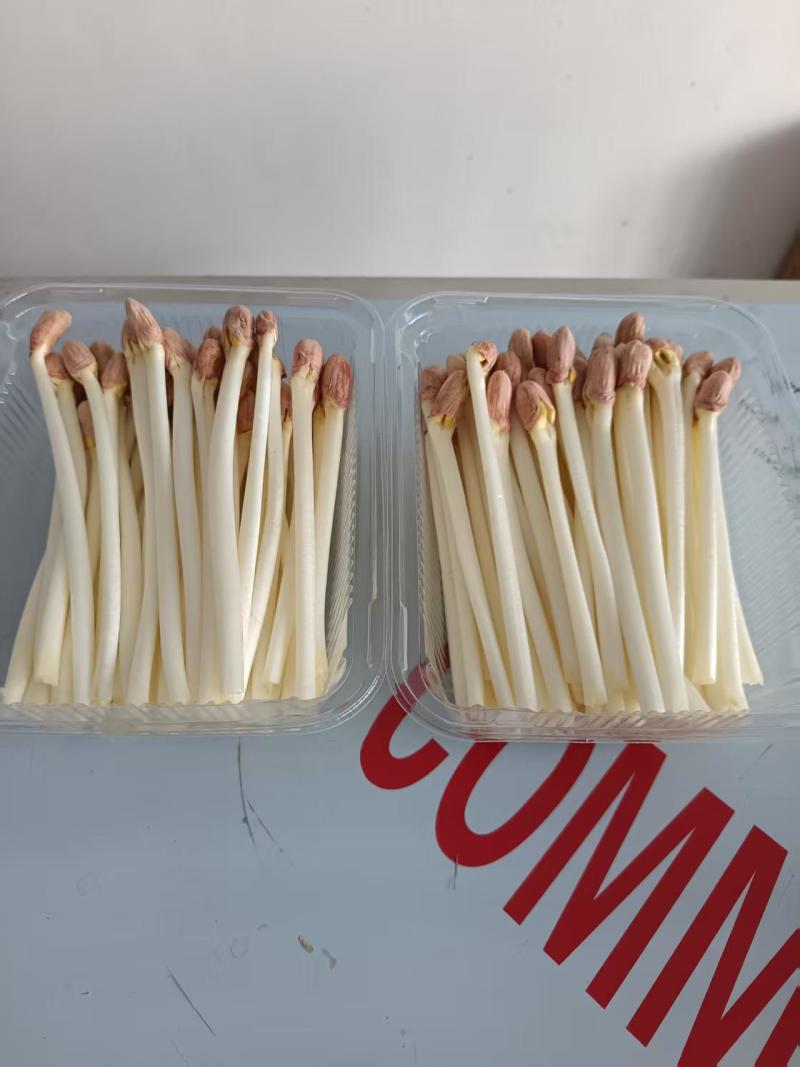【精品花生芽】河北邢台基地直发质量上乘量大优惠全国发货