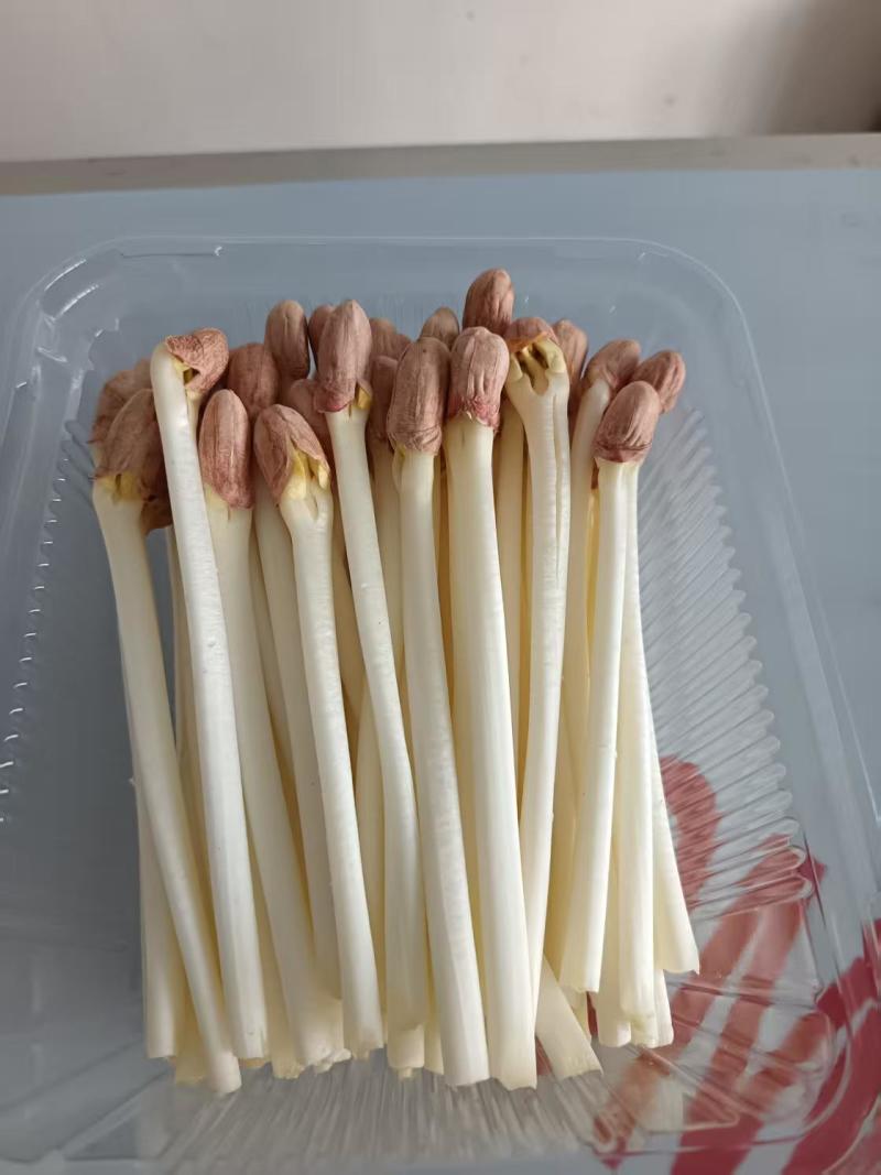 【精品花生芽】河北邢台基地直发质量上乘量大优惠全国发货